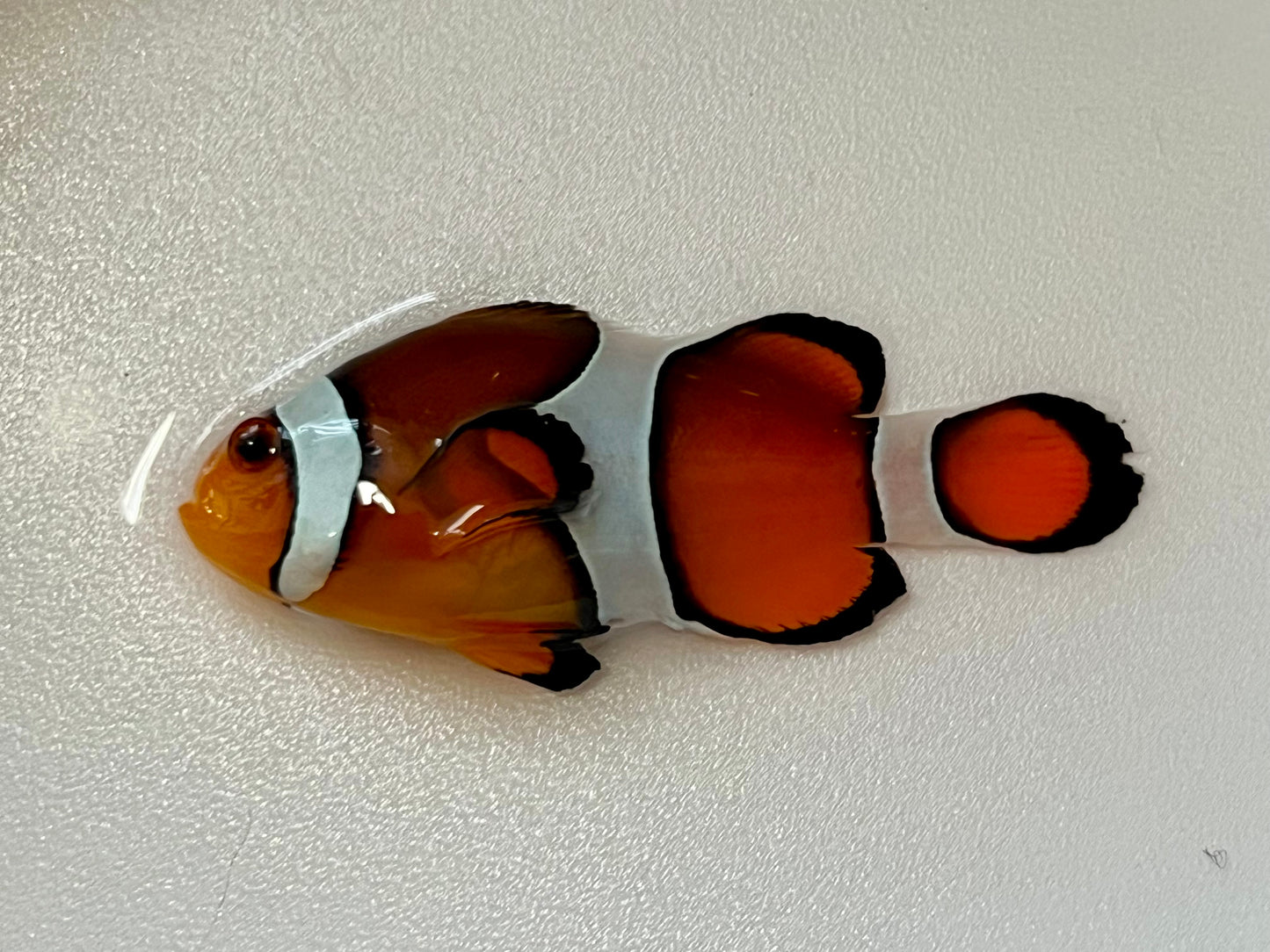 Ocellaris Clownfish - Exotic Reefs of NJ