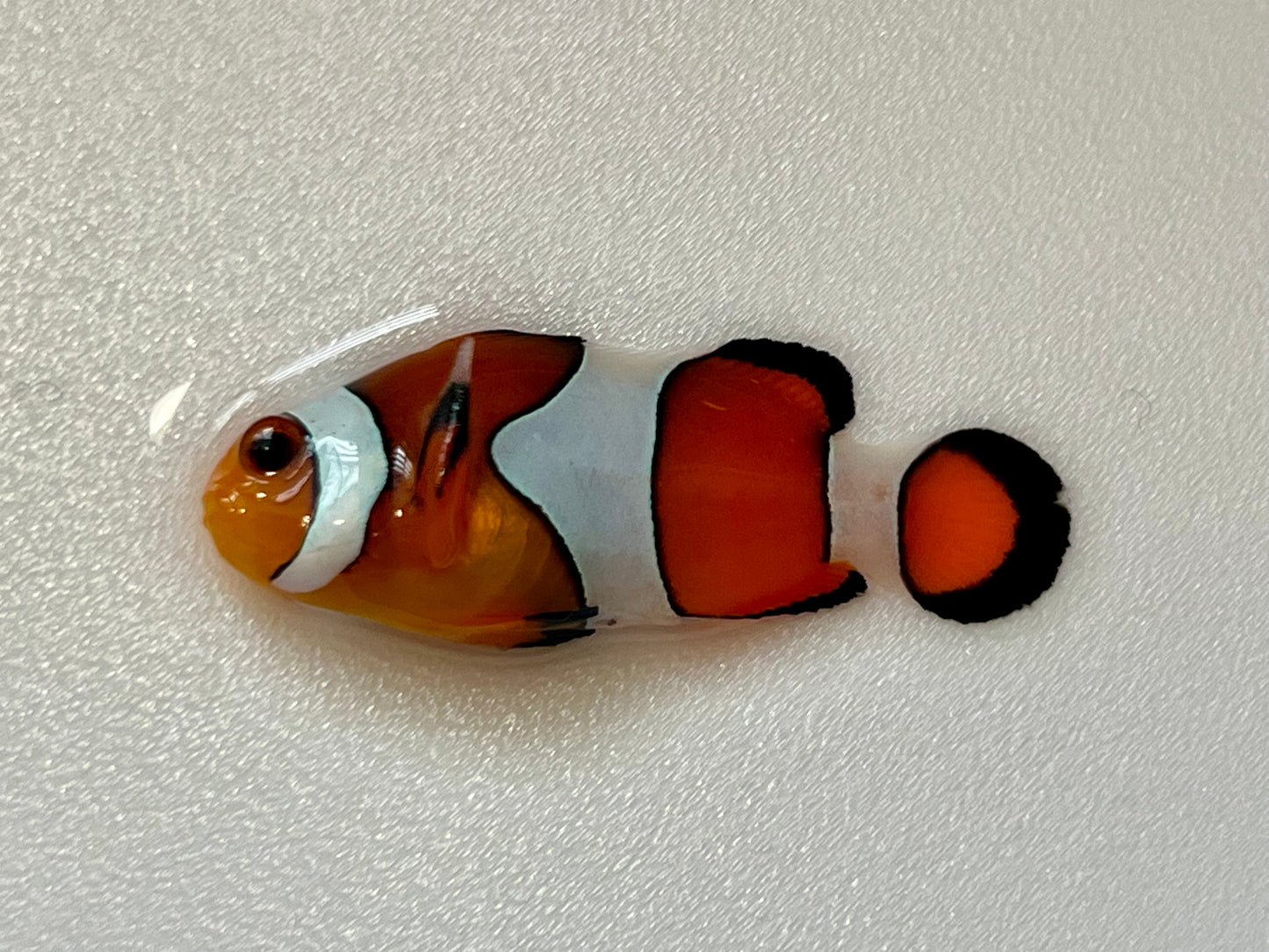 Ocellaris Clownfish - Exotic Reefs of NJ