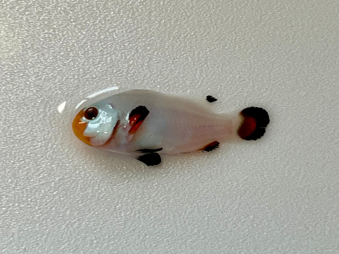 Wyoming White Clownfish - Exotic Reefs of NJ