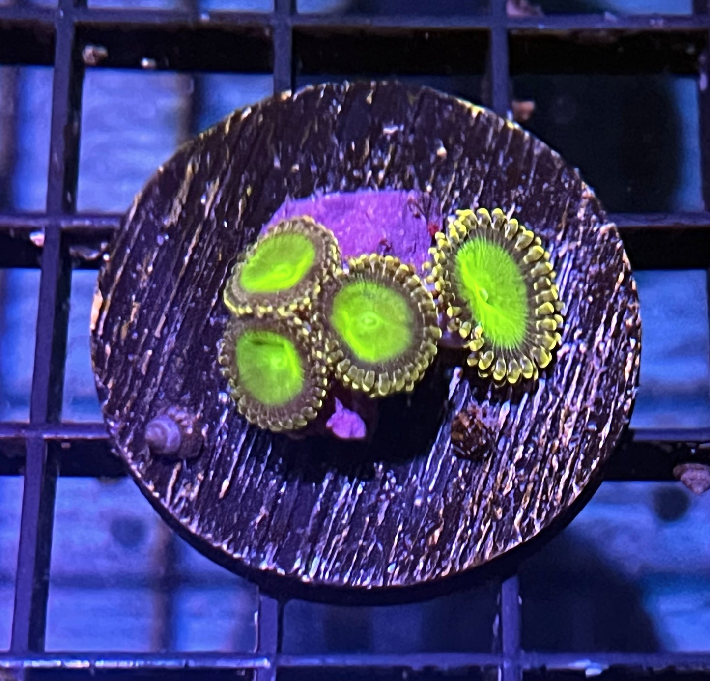 Green Sundial Zoanthids