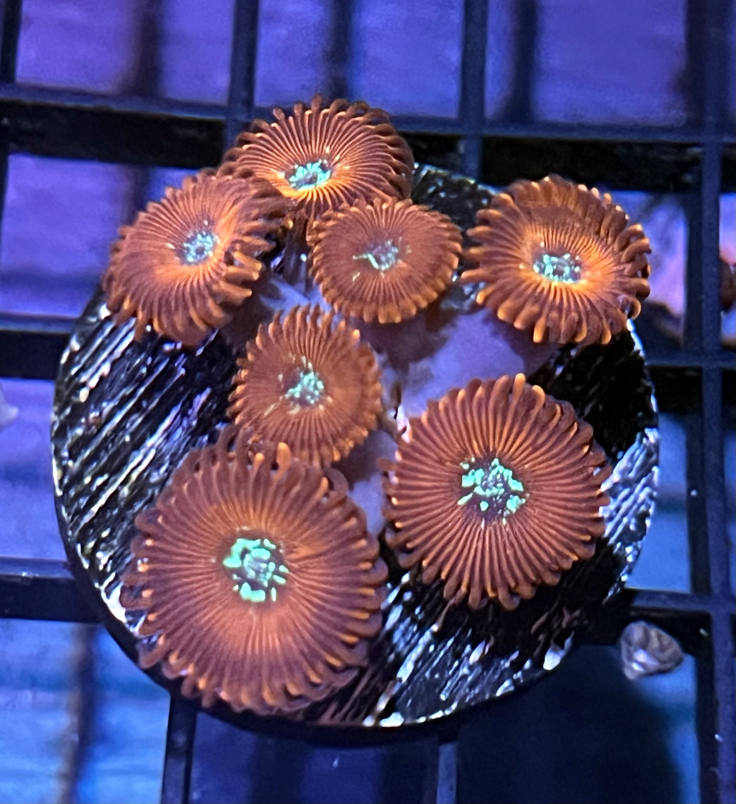 Magician Zoanthids
