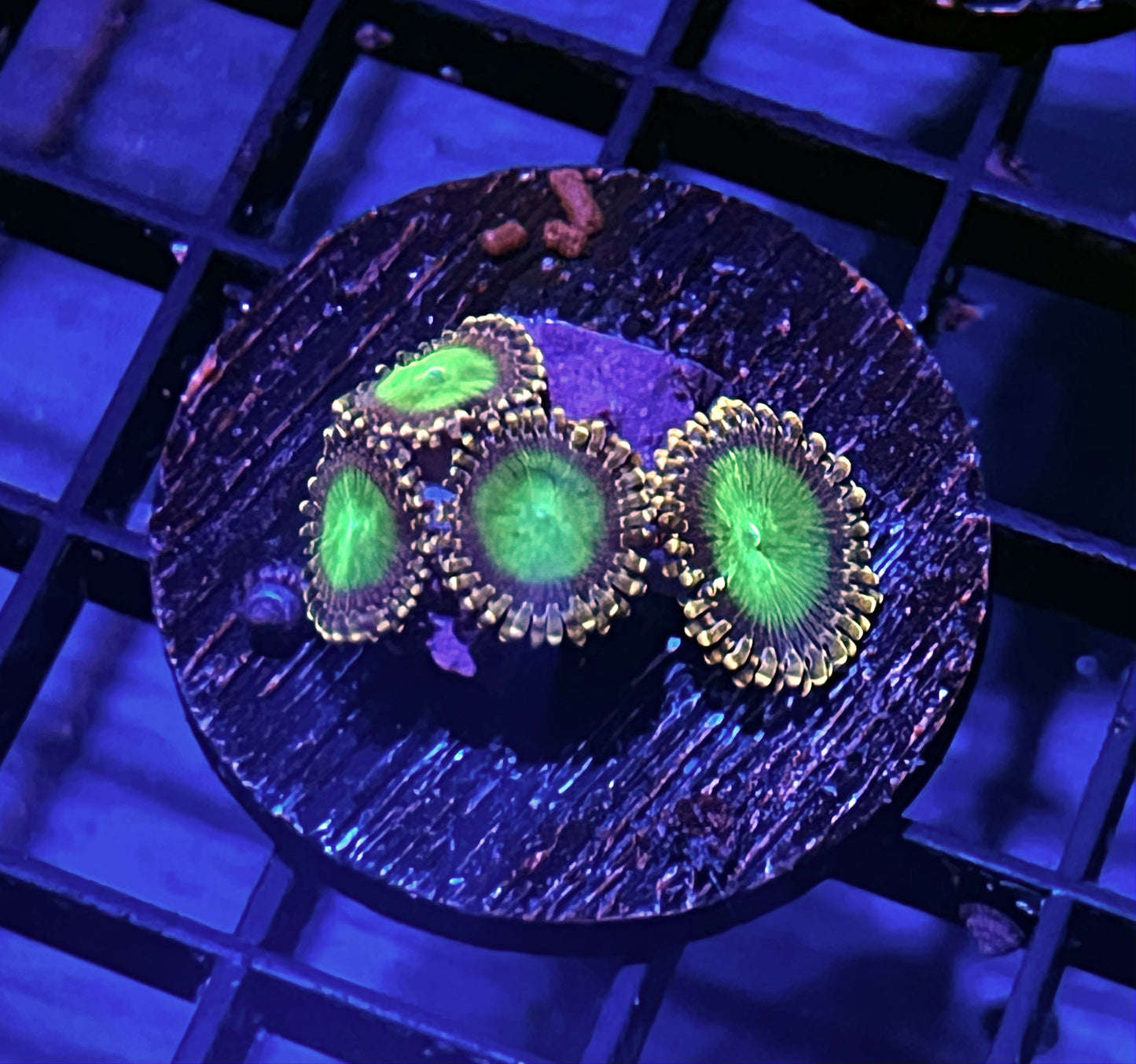 Green Sundial Zoanthids