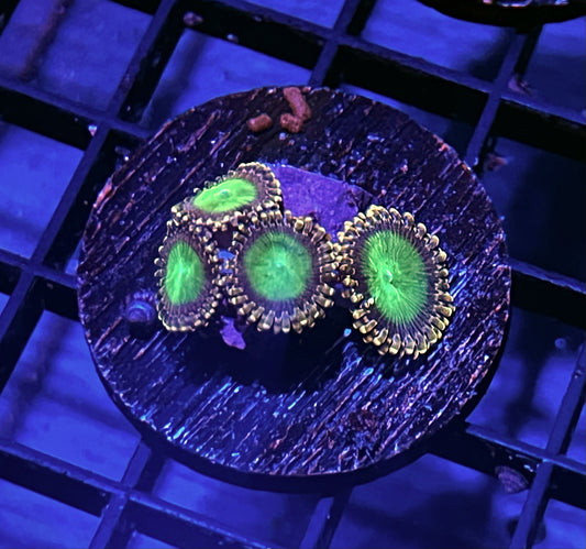 Green Sundial Zoanthids