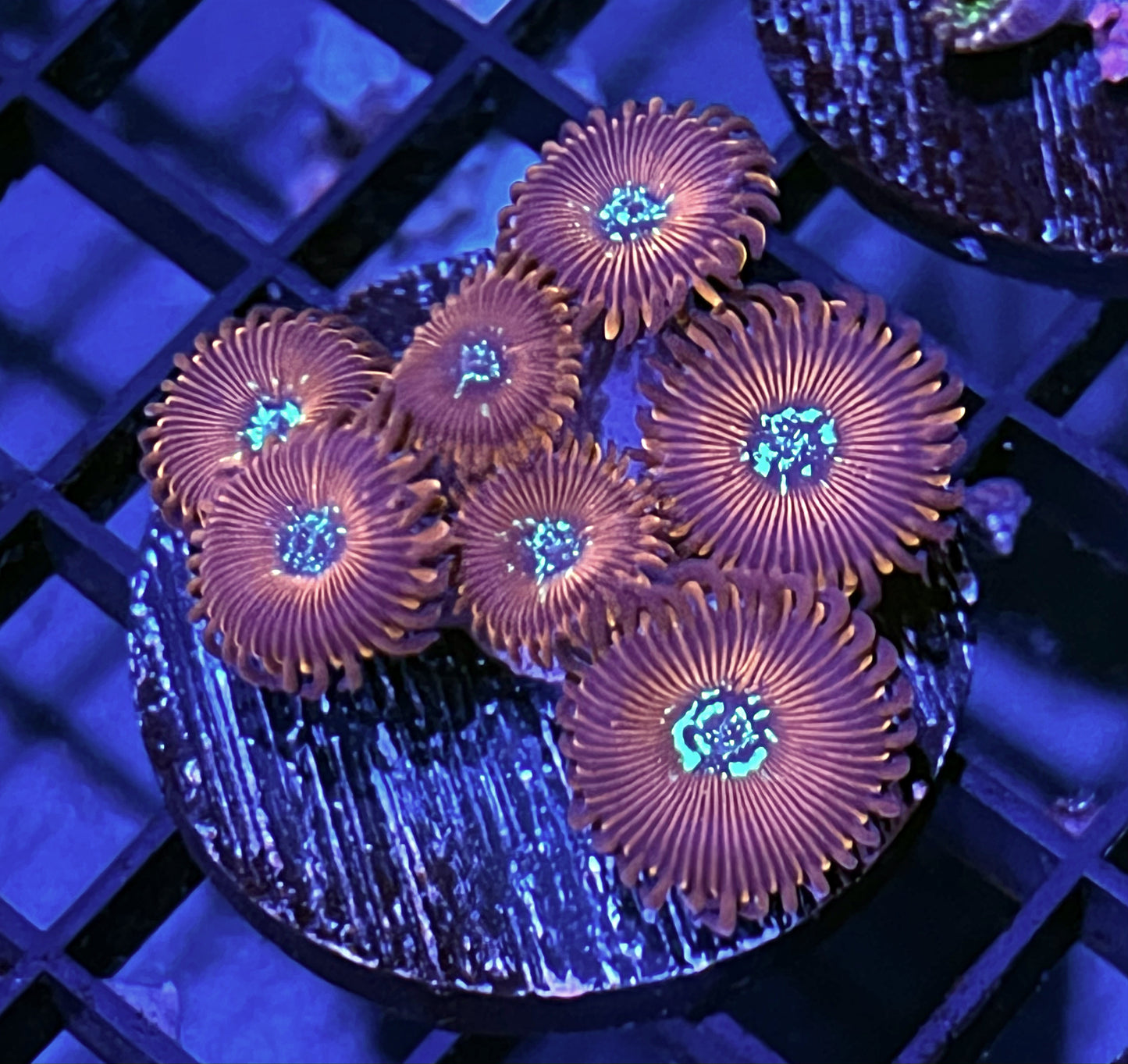 Magician Zoanthids