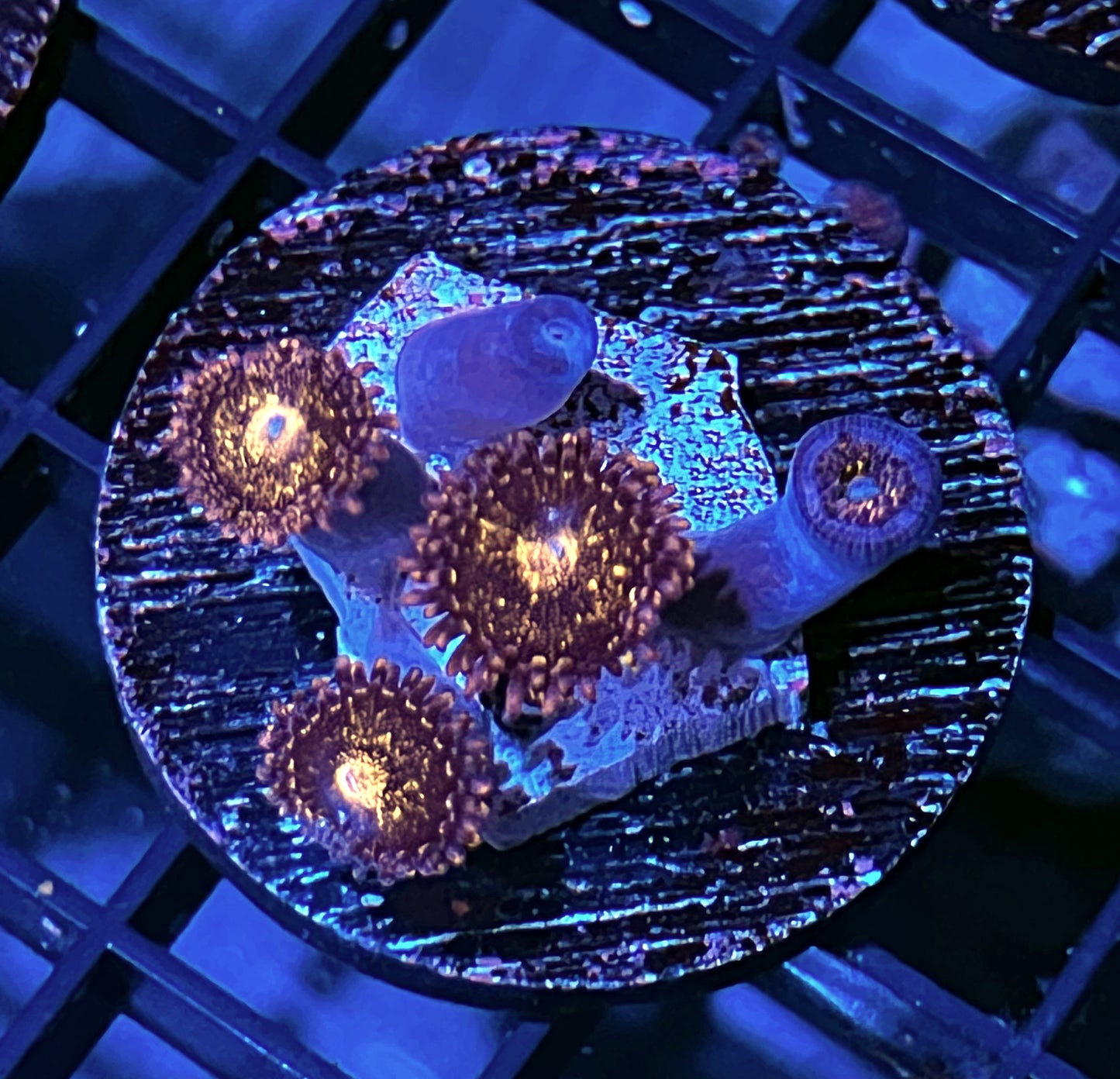 Pandora Zoanthids
