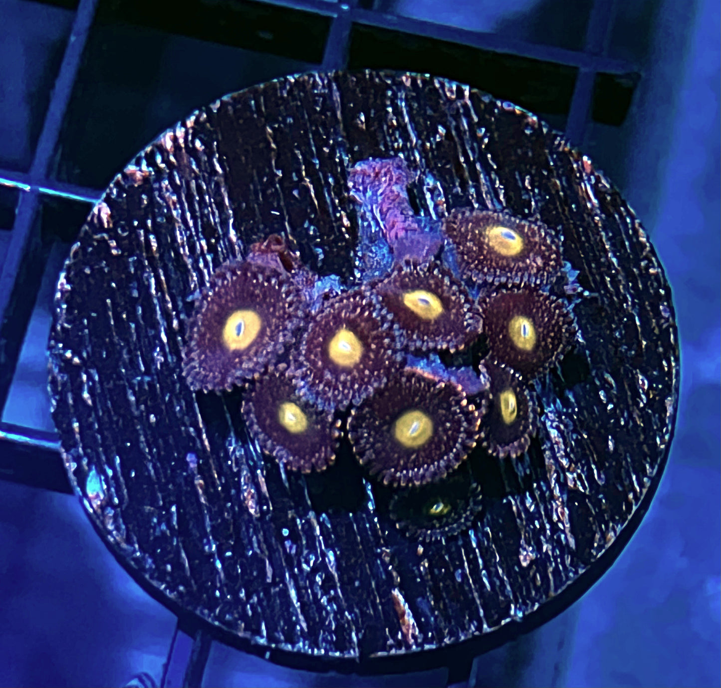 Blue Lagoon Zoanthids