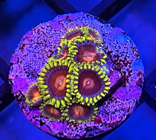 CC Spitfire Zoanthids