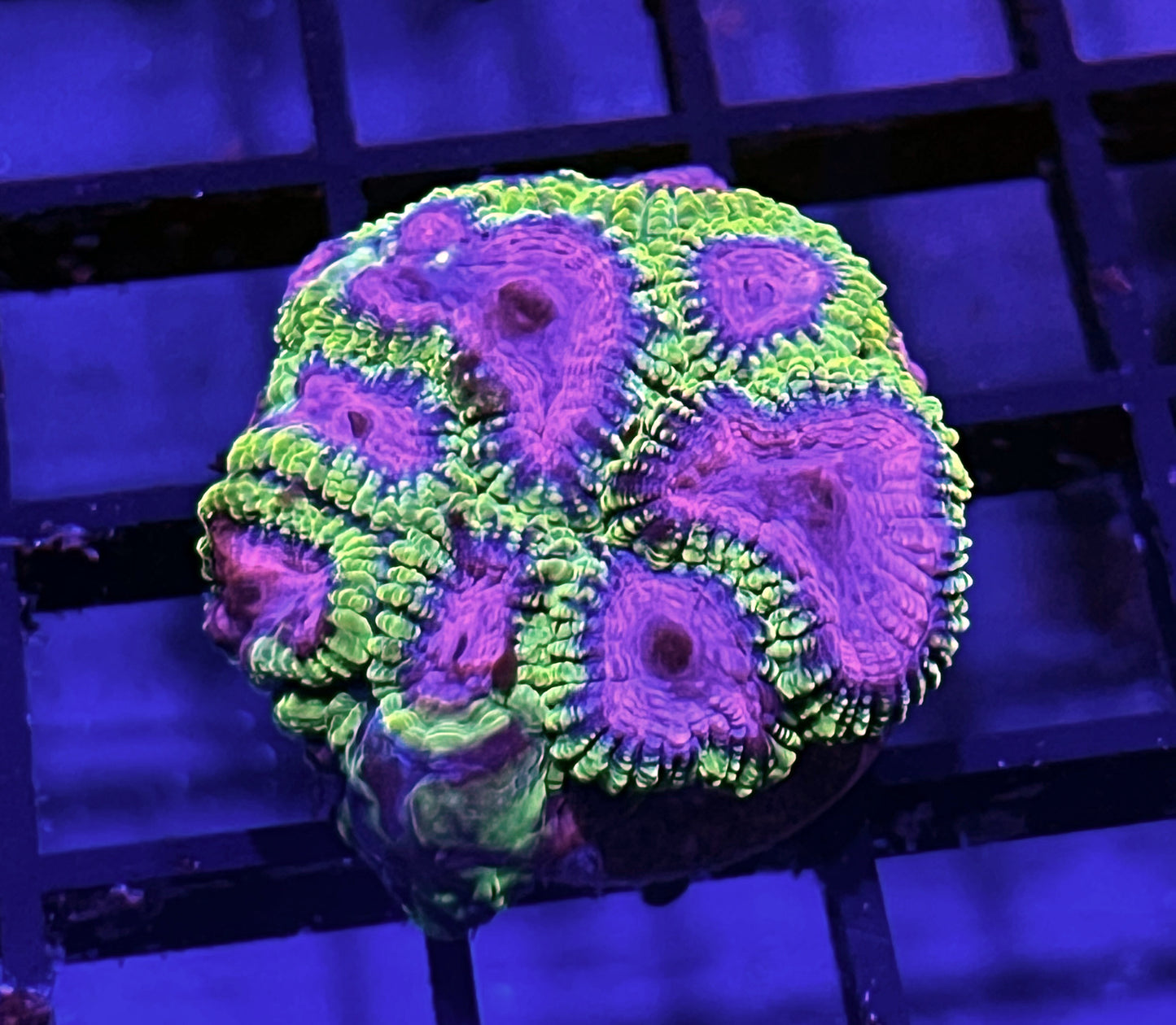 Ultra Favia Frag #2
