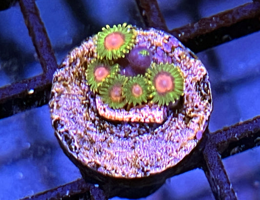 Awesome Blossom Zoanthids