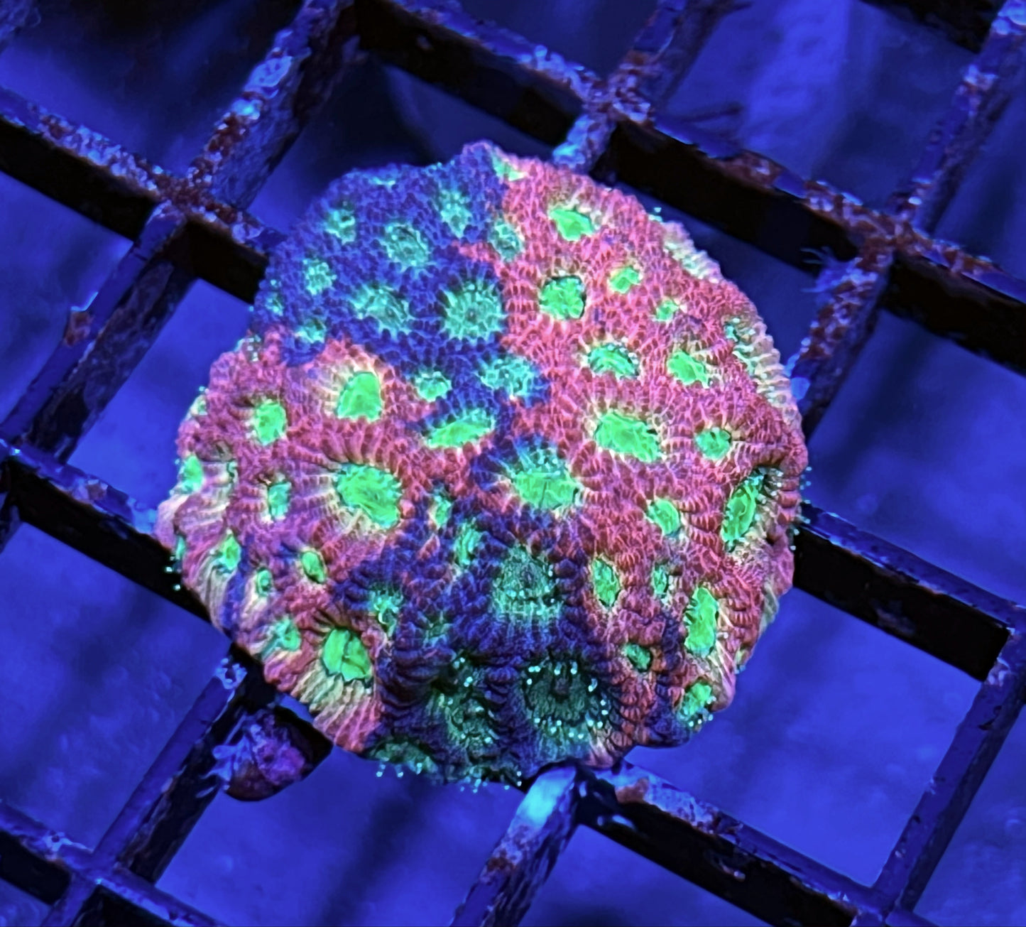 Jason Fox Day Glo Favites - Exotic Reefs of NJ