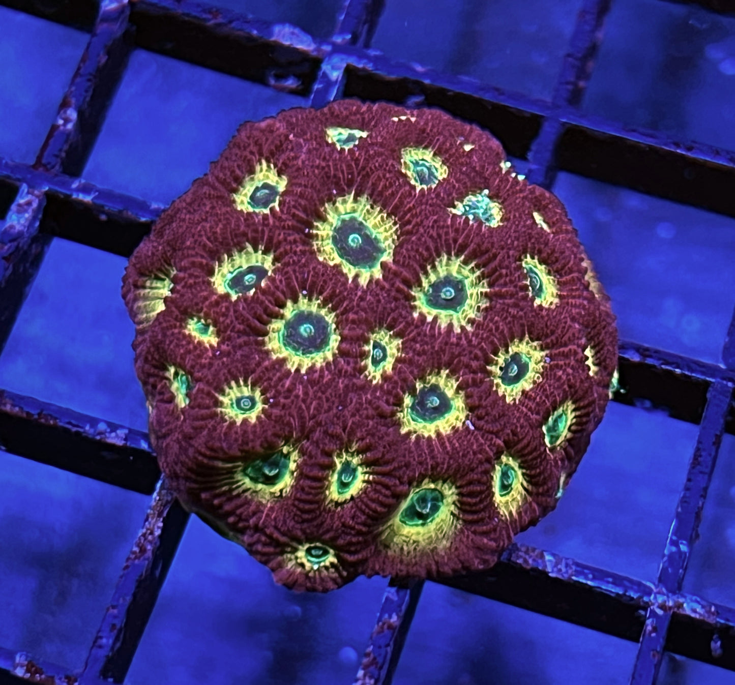 Ring of Fire Favites - Exotic Reefs of NJ