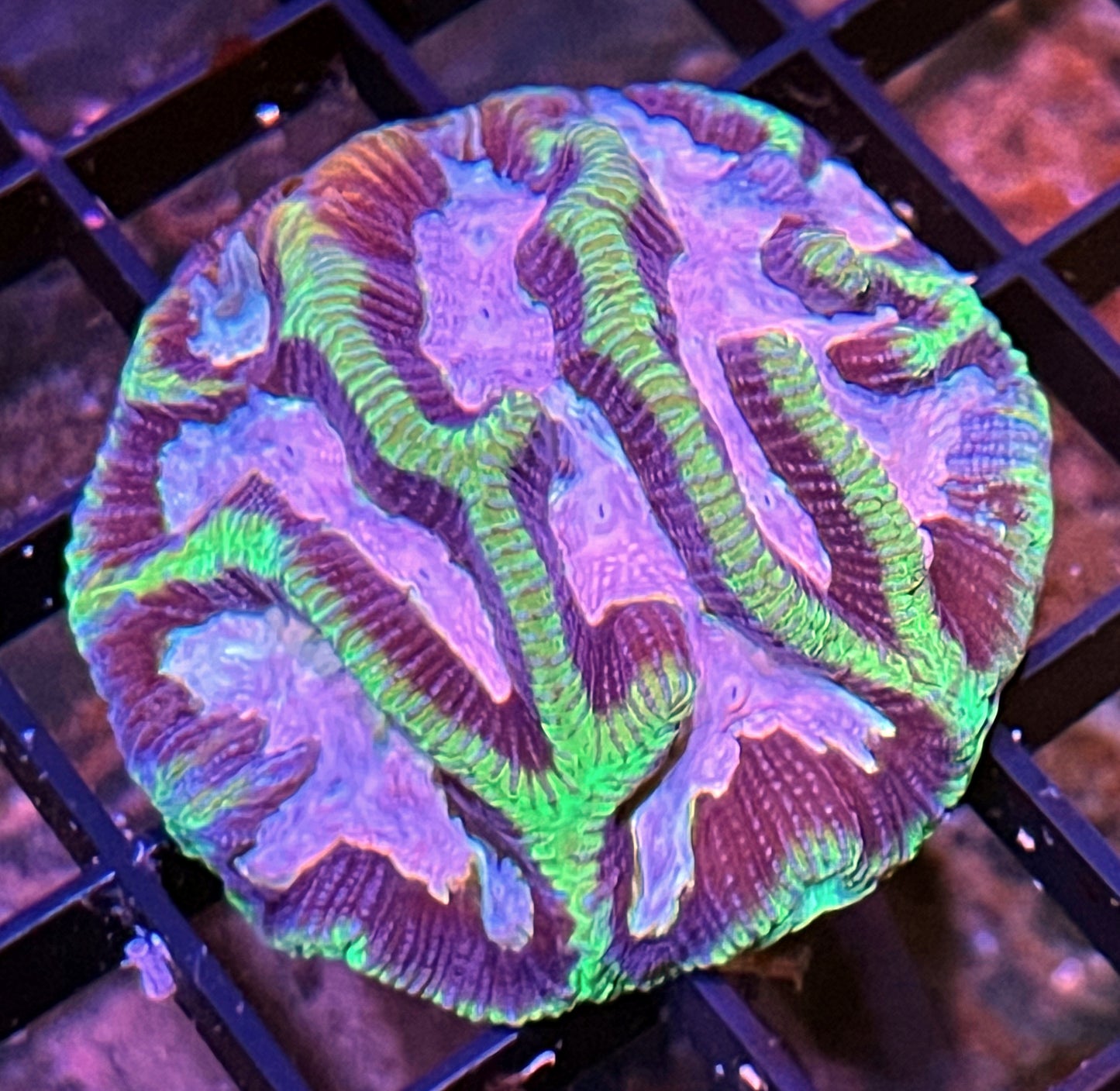 Green Pink Platygyra Maze Brain