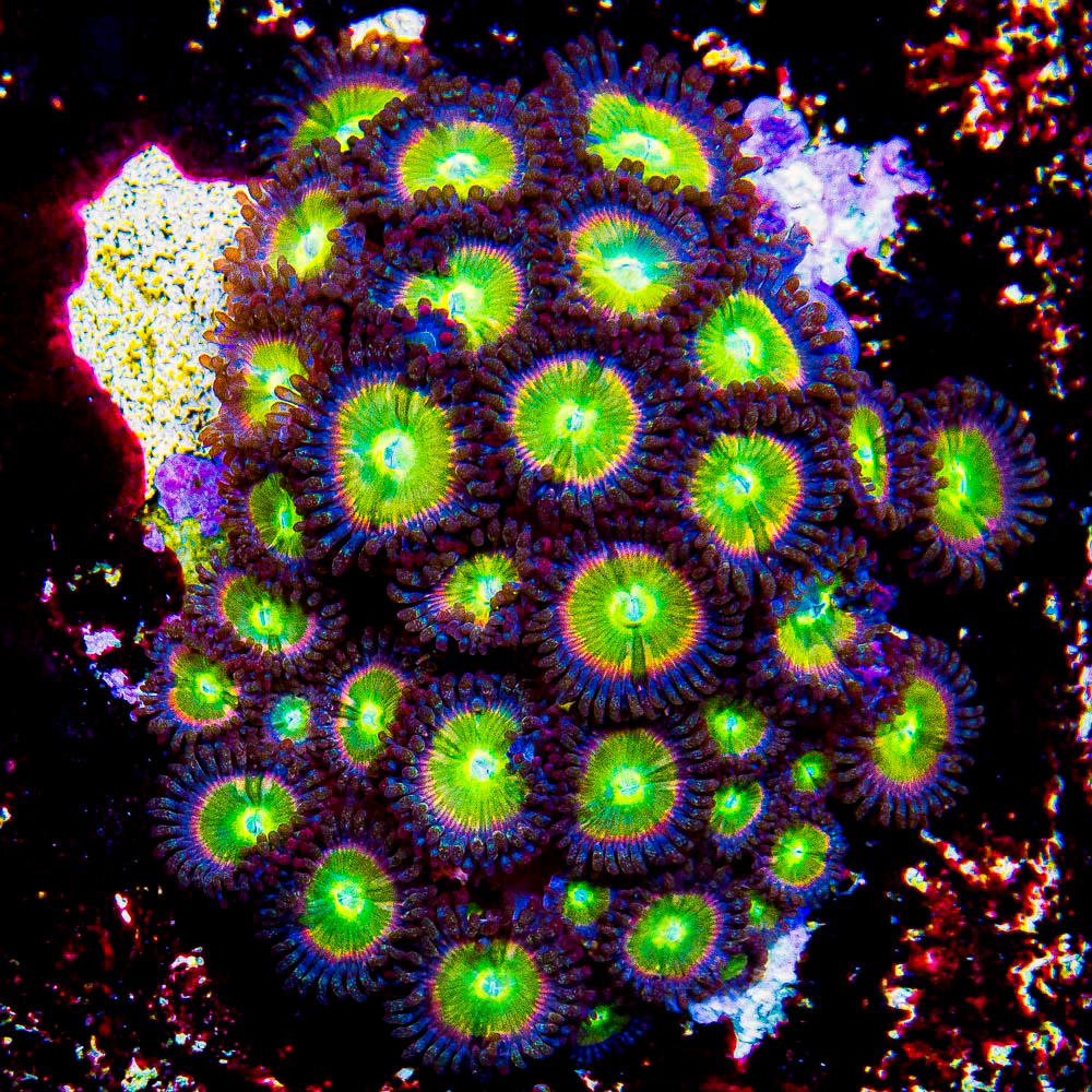 TSA Rainbow Spectrum Zoas #2