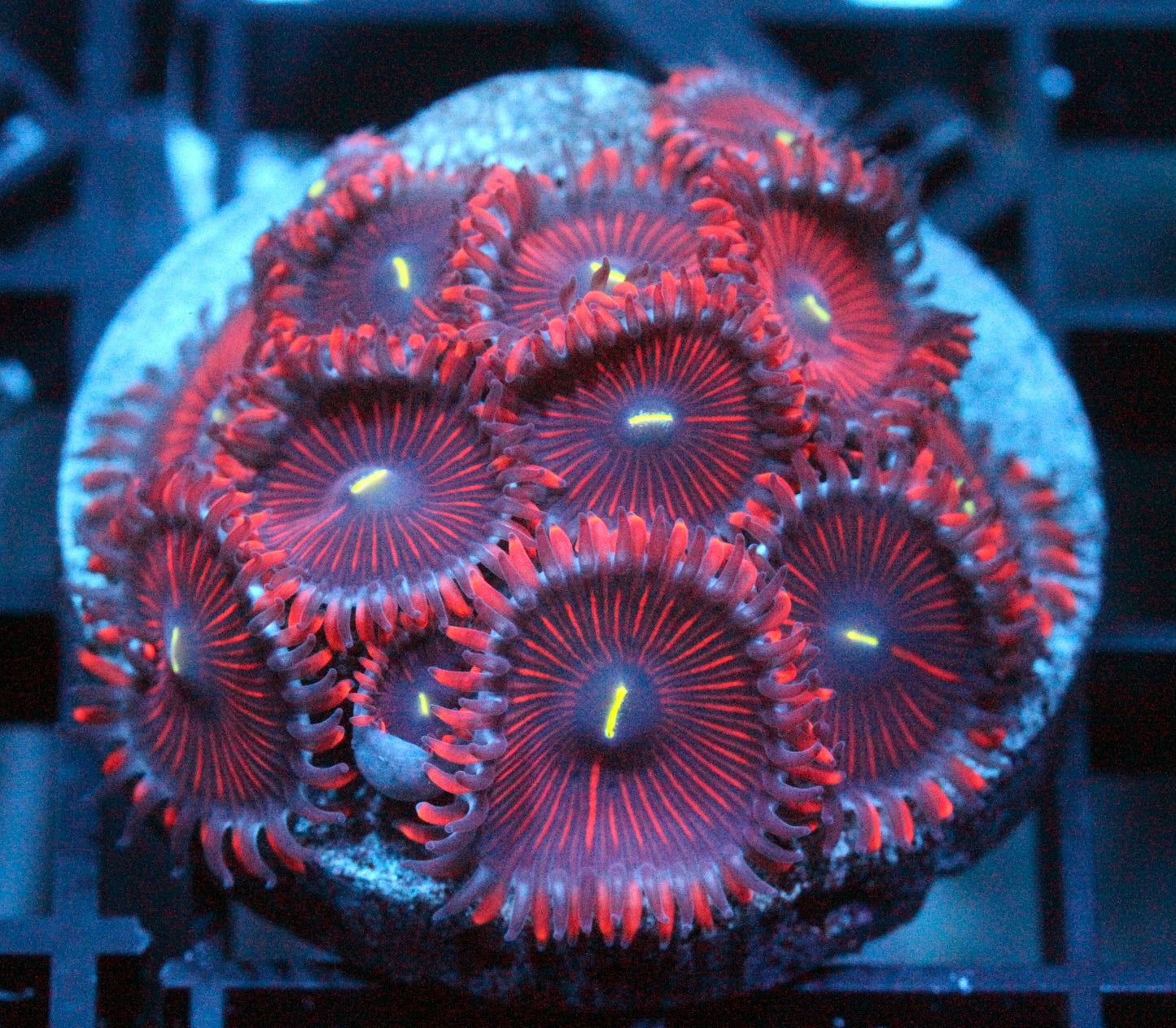 Red People Eater Zoas