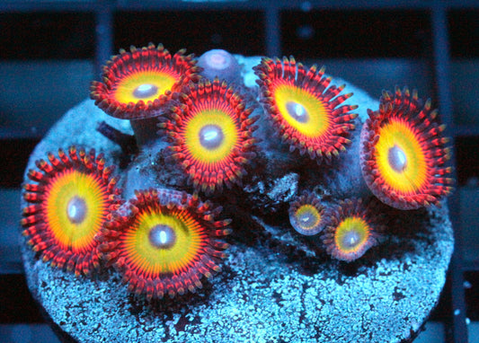 Busted Knuckles Zoas