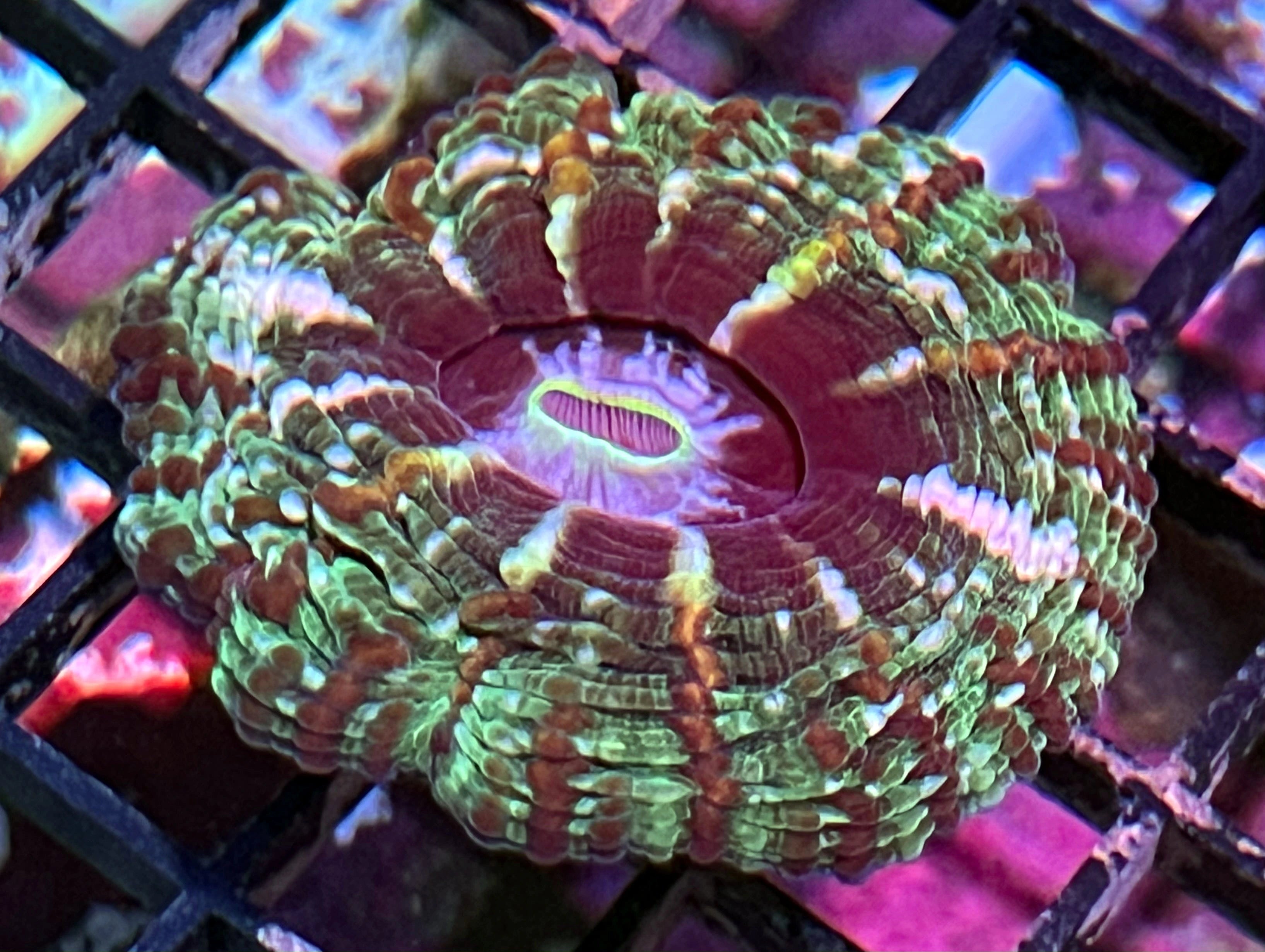 Cynarina/Indophyllia – Exotic Reefs of NJ