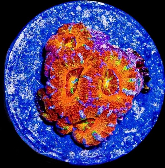 Aussie Rainbow Acan Lord Frag #4