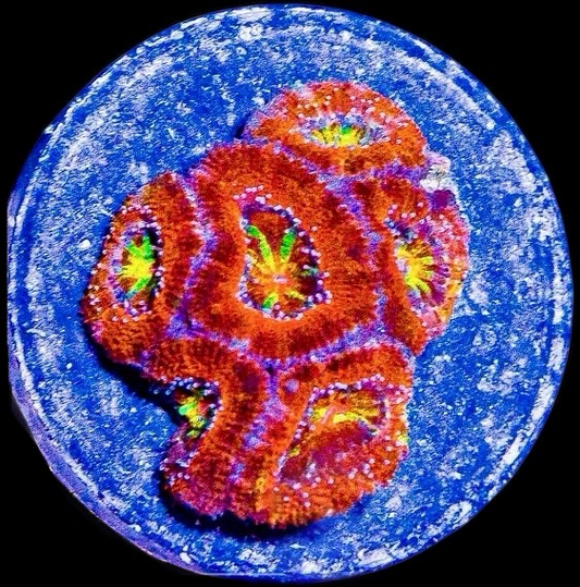 Aussie Rainbow Acan Lord Frag #1