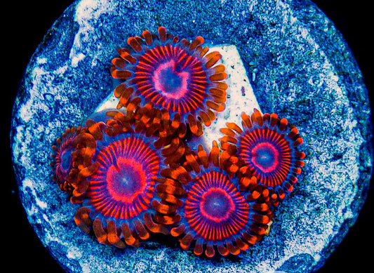 Twizzler Zoas