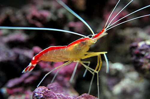 Cleaner Shrimp - Exotic Reefs of NJ