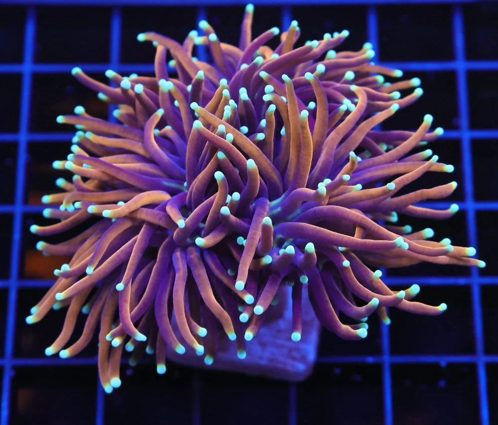 Hellfire Torch 2 Head Colony
