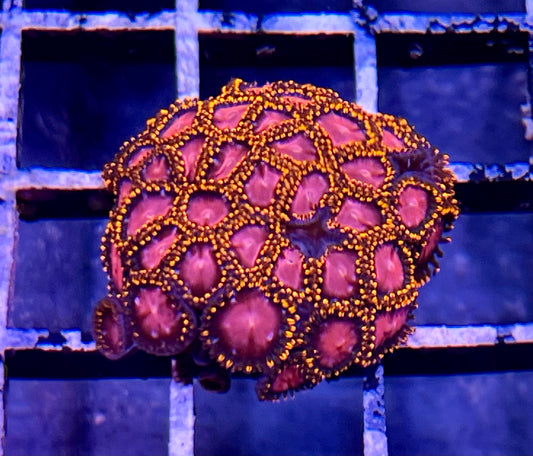 KH Sunburst Zoas