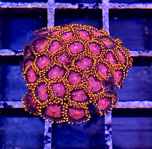 KH Sunburst Zoas