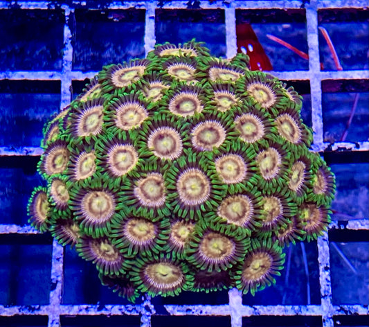 Laser Lemon Zoas