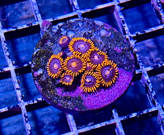 Superman Zoas