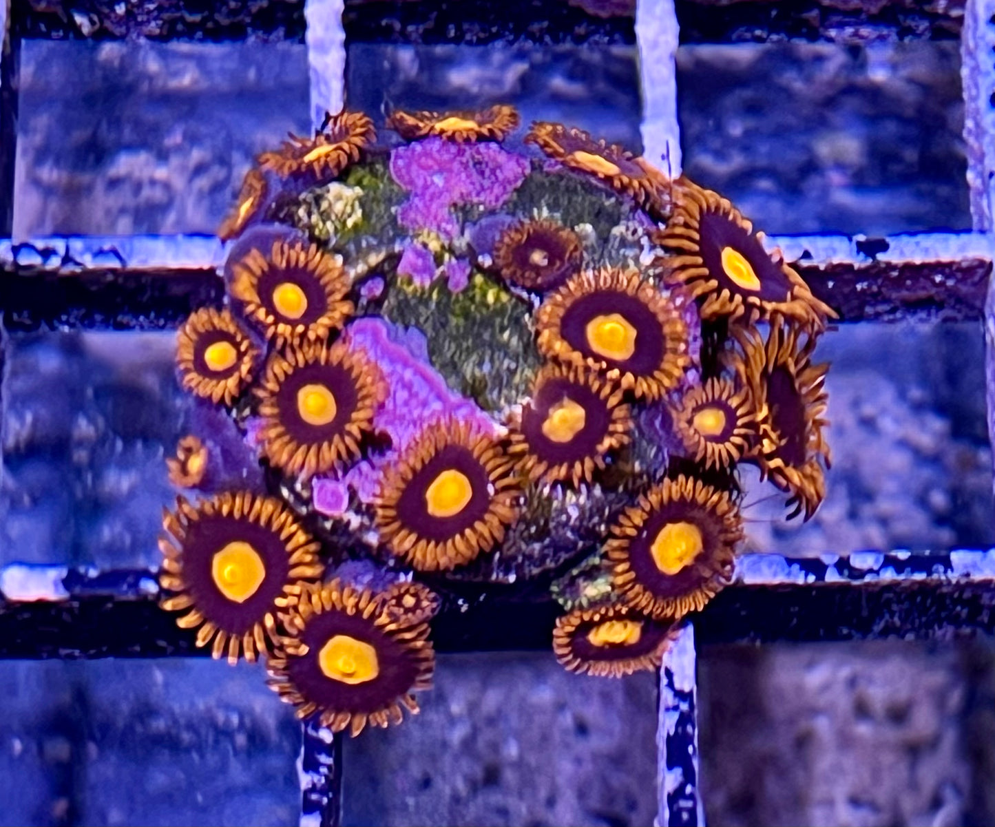 War Birds Zoas