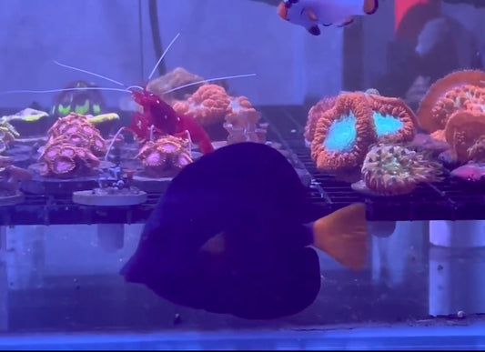 Red Sea Purple Tang