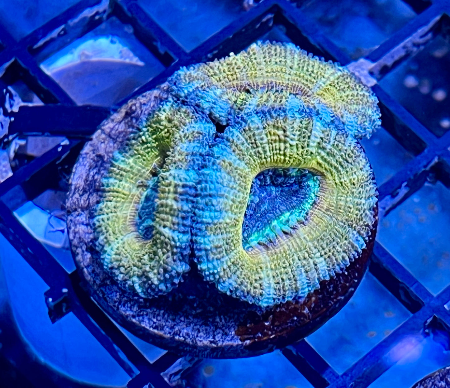 Aussie Rainbow Acan Lord