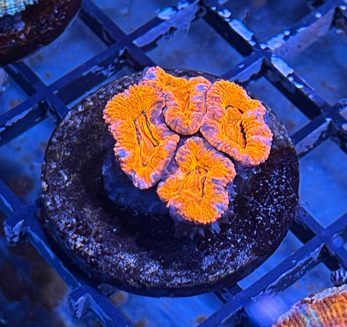 Aussie Rainbow Acan Lord