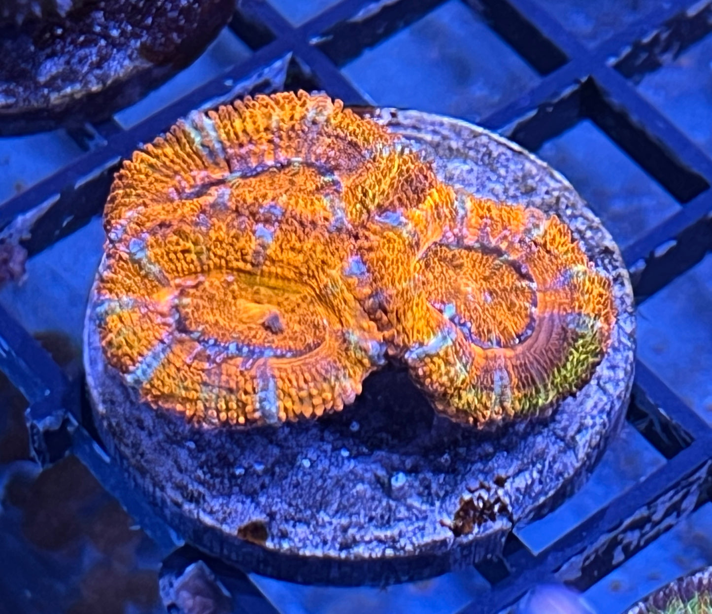 Aussie Rainbow Acan Lord