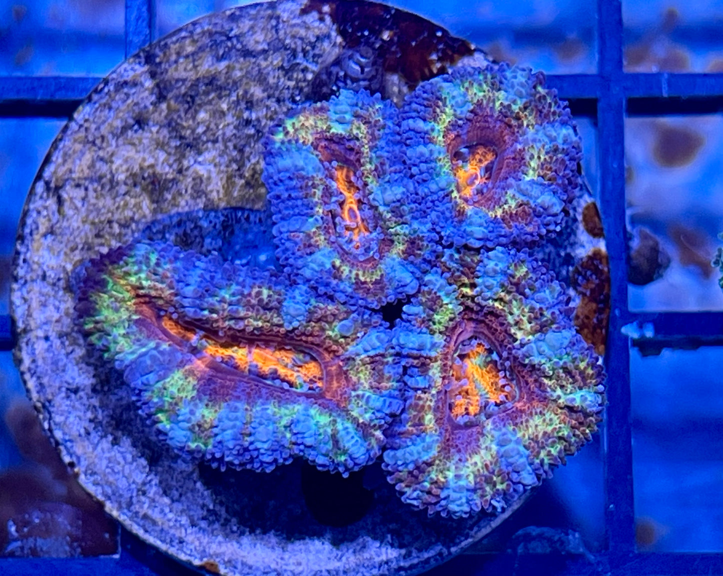 Aussie Rainbow Acan Lord