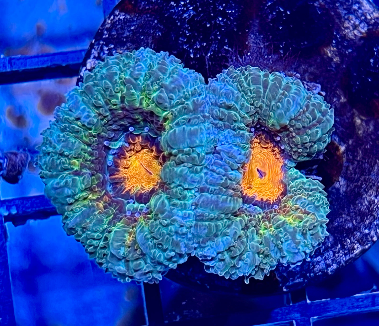 Aussie Rainbow Acan Lord