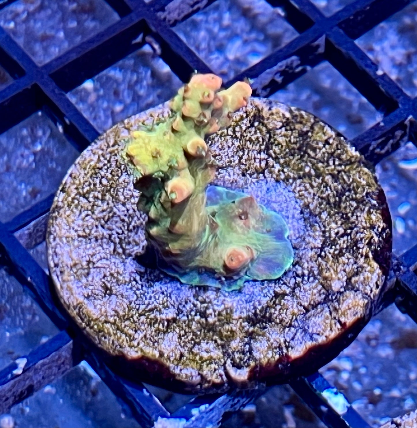 Acropora Frag