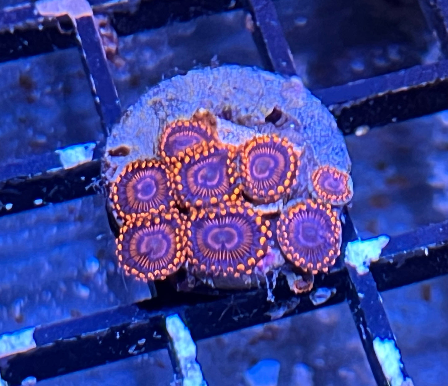 Twizzler Zoas