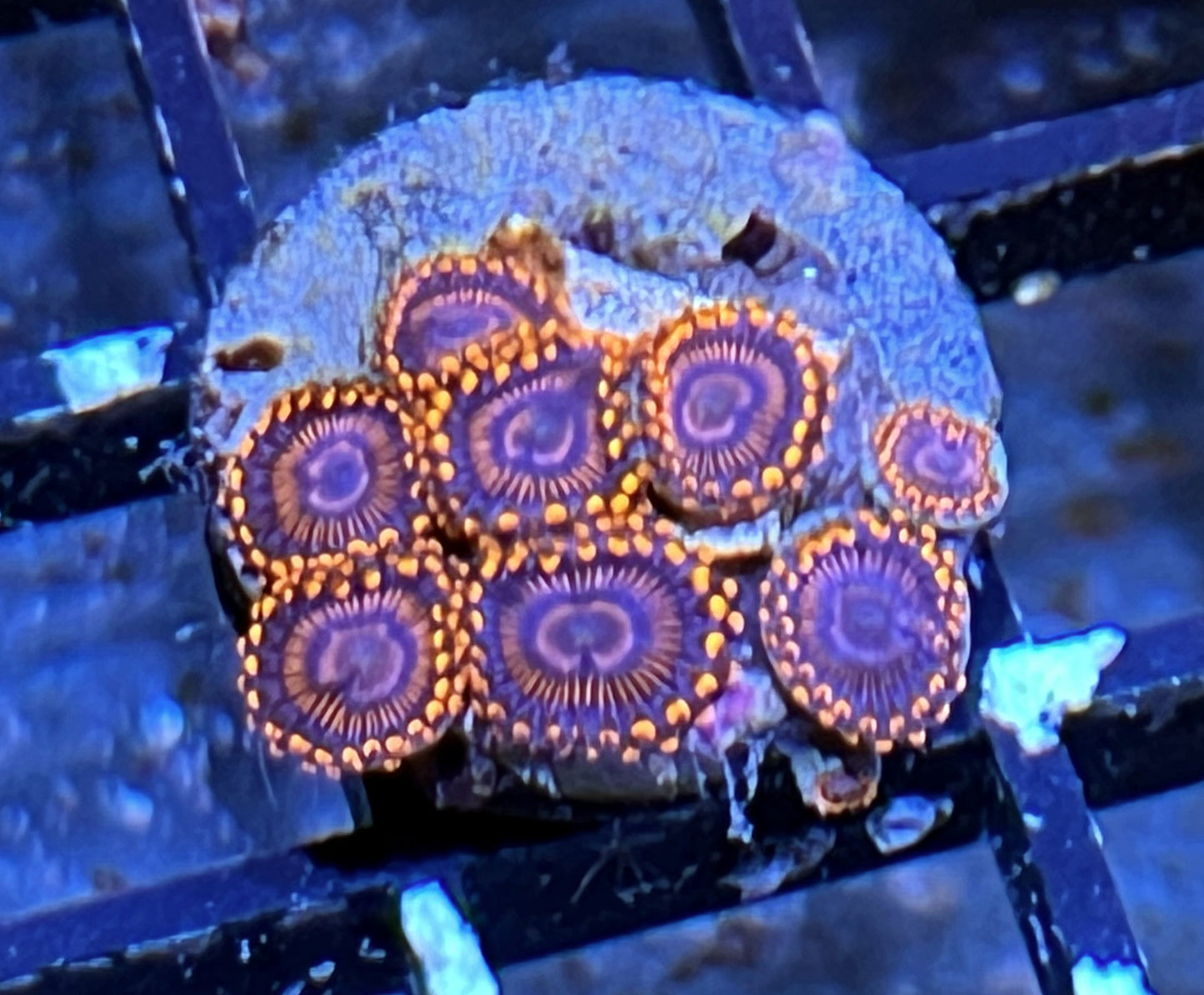 Twizzler Zoas