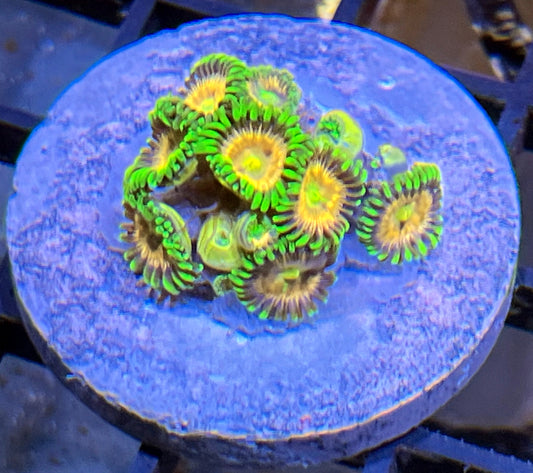 Laser Lemon Zoas #4