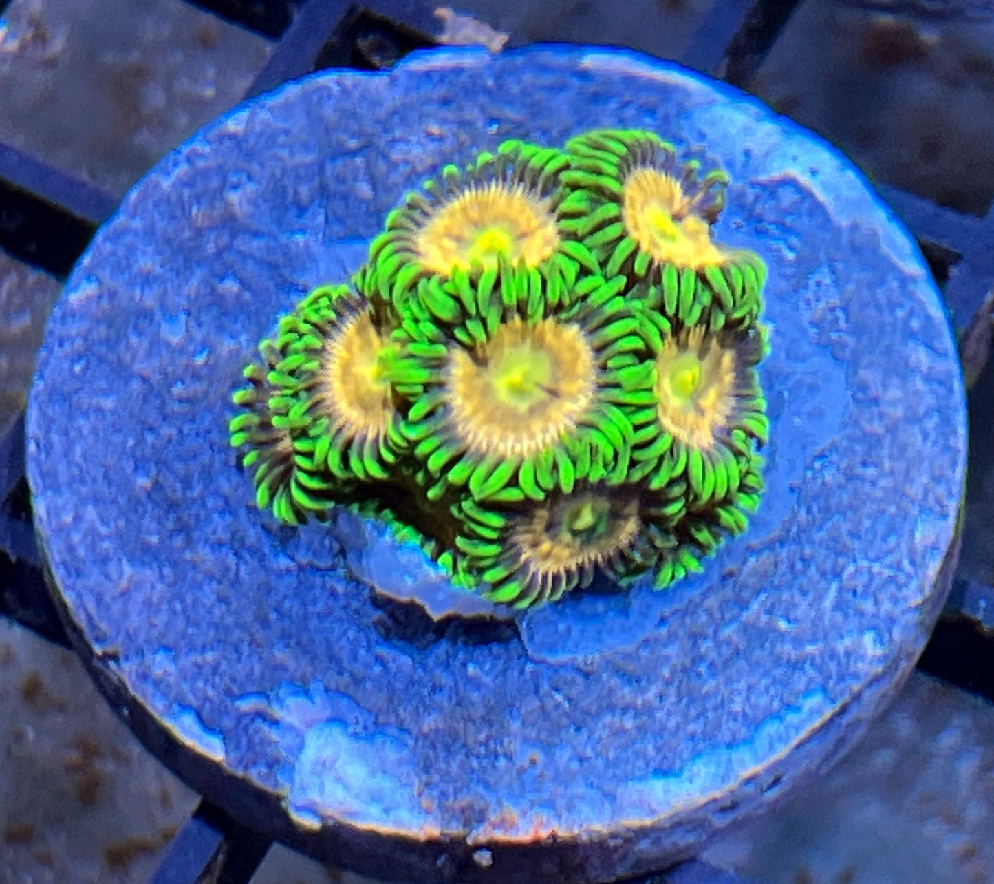 Laser Lemon Zoas #1