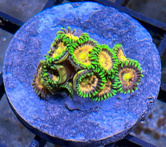 Laser Lemon Zoas #3