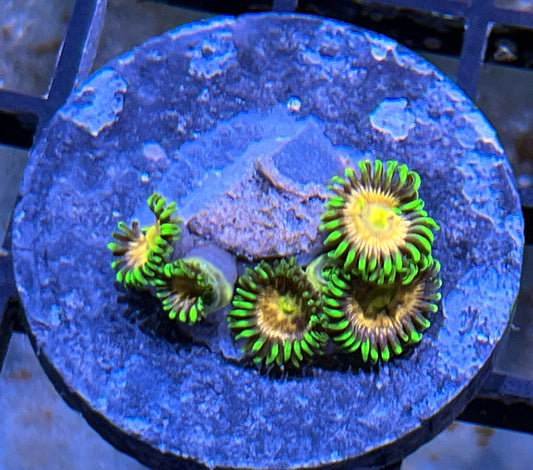 Laser Lemon Zoas #2