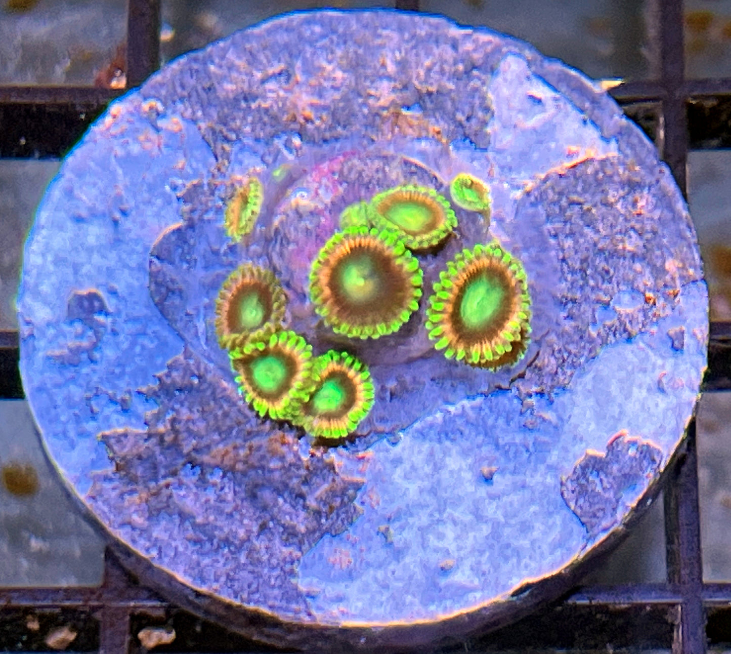 Lemoncello Zoas #1