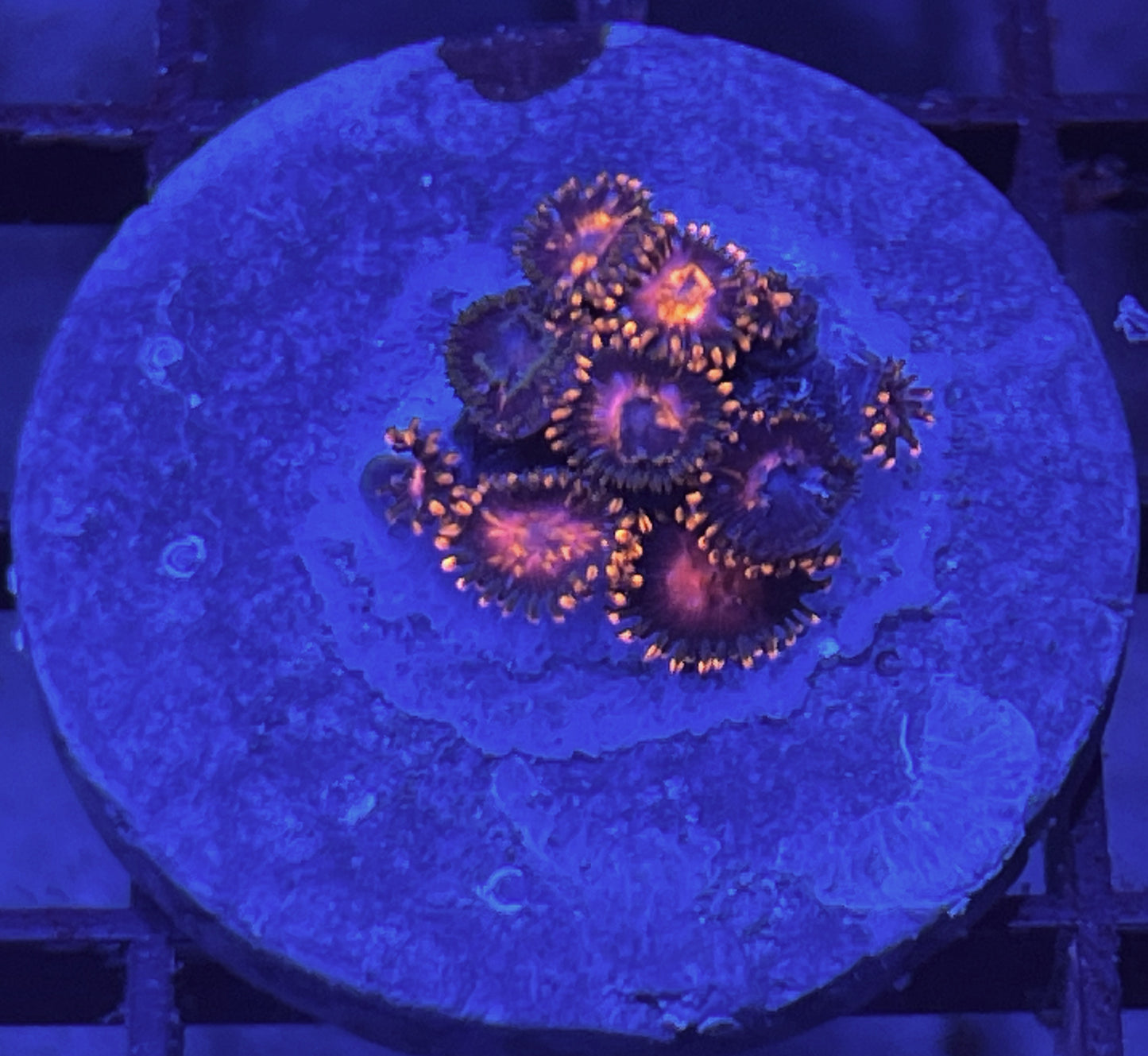 KH Sunburst Zoas #7