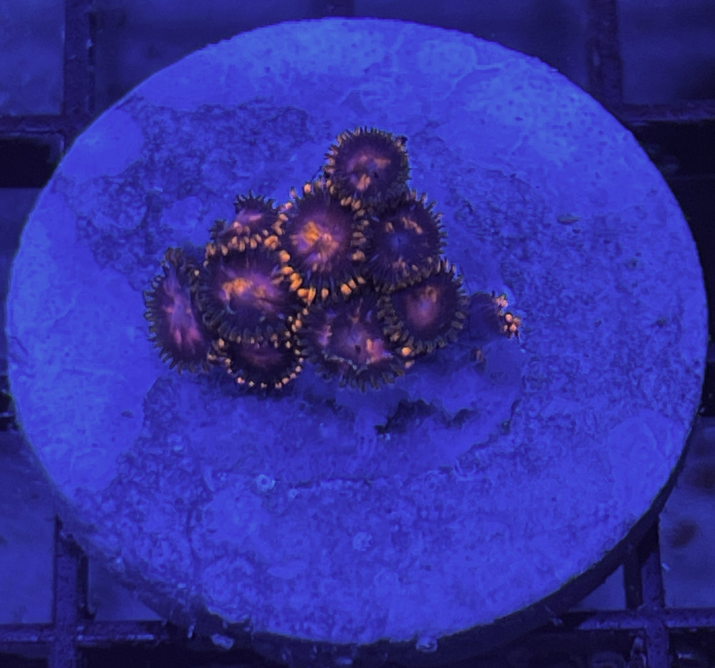 KH Sunburst Zoas #8