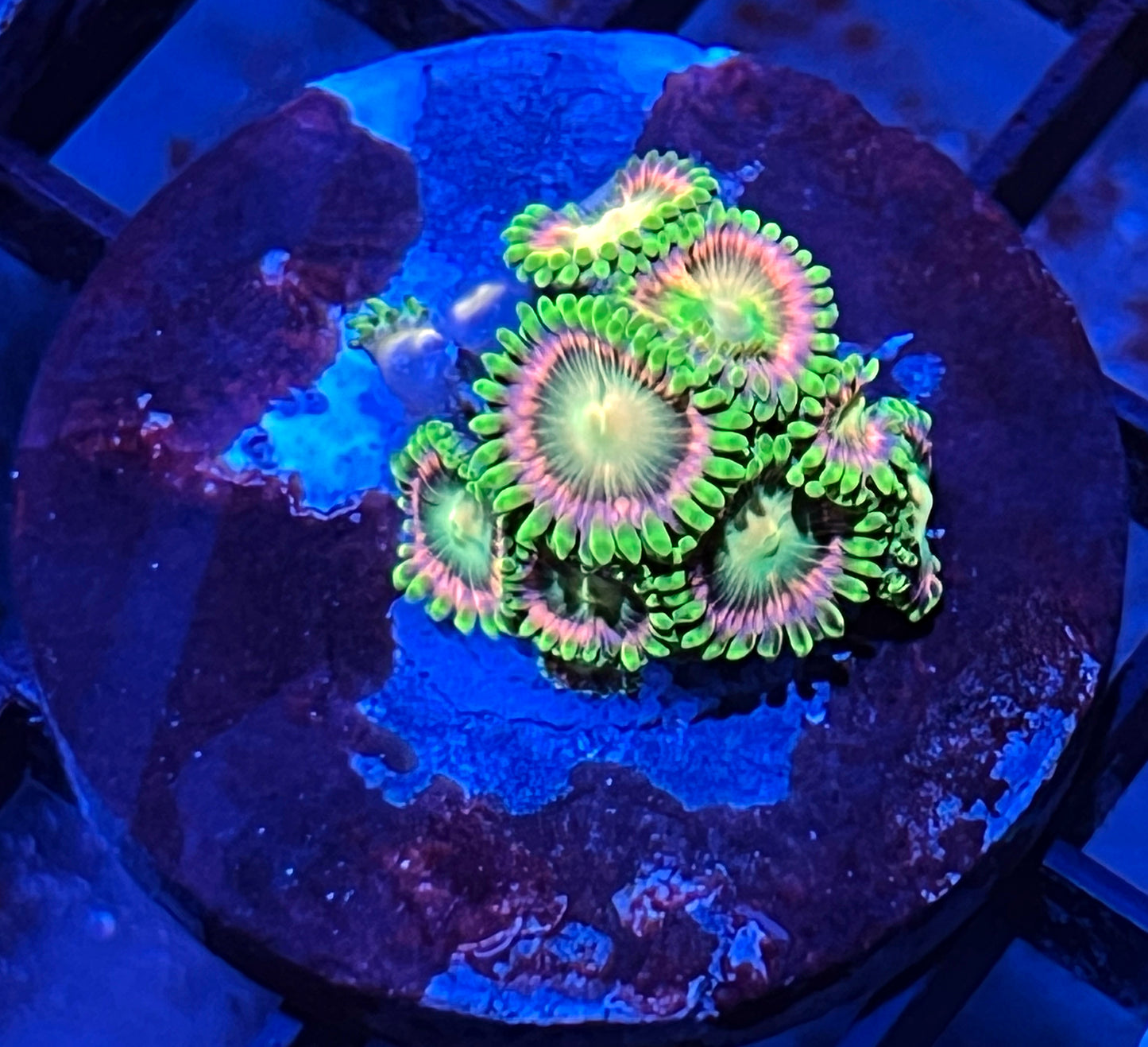 Lemoncello Zoas #8