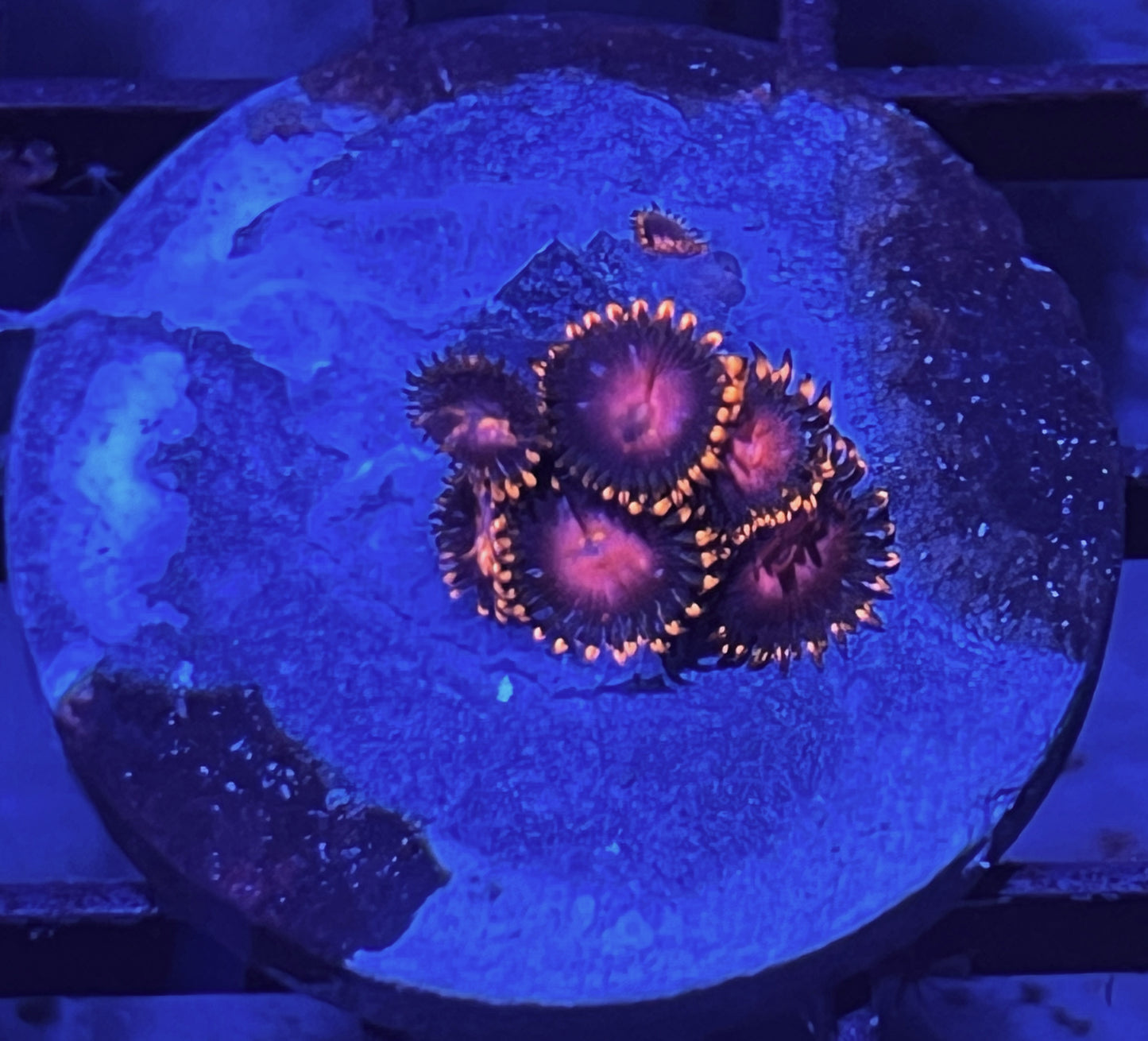 KH Sunburst Zoas #5