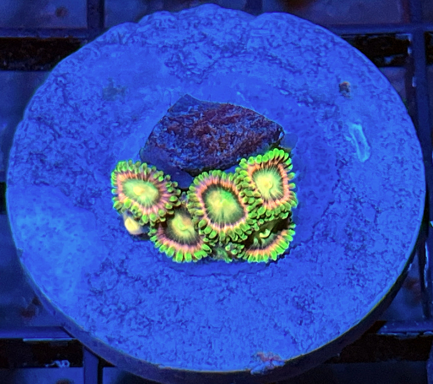 Lemoncello Zoas #7