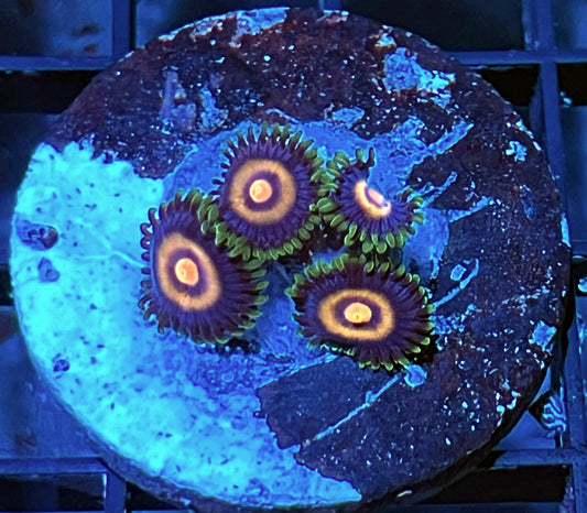 Plasma Cutter Zoas #4